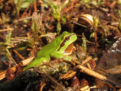 Exkursion in das Naturschutzgebiet Grubenfelder Leonie im Rahmen der BayernTourNatur.