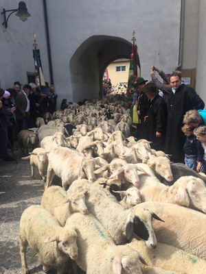 "Altmühltaler Lamm" Auftrieb 2017 in Mörnsheim!